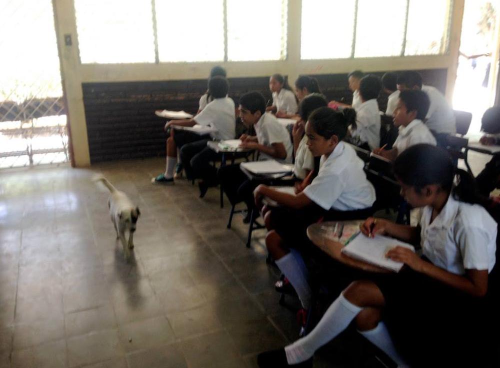Classroom with a dog